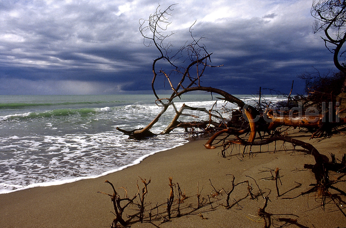 Alberese Beach, Maremma Natural Park (Uccellina), Tuscany, Italy
 (cod:Tuscany 04)